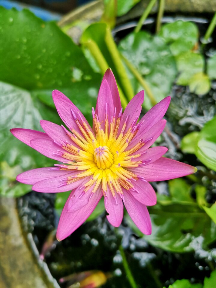 Nature plant water