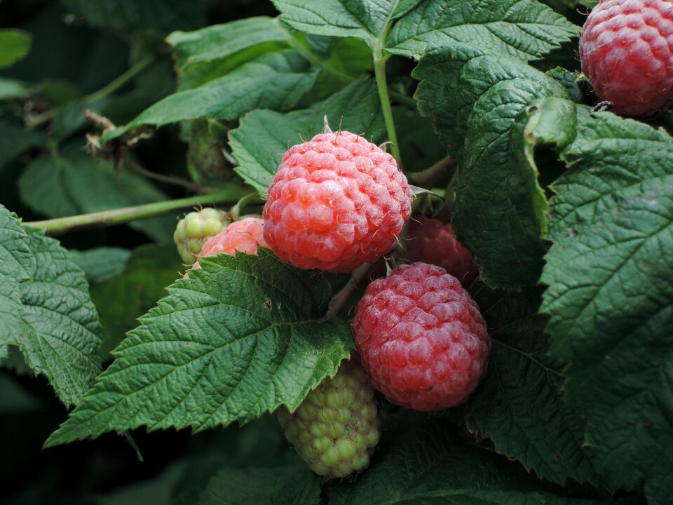 Sweet vitamins ripe