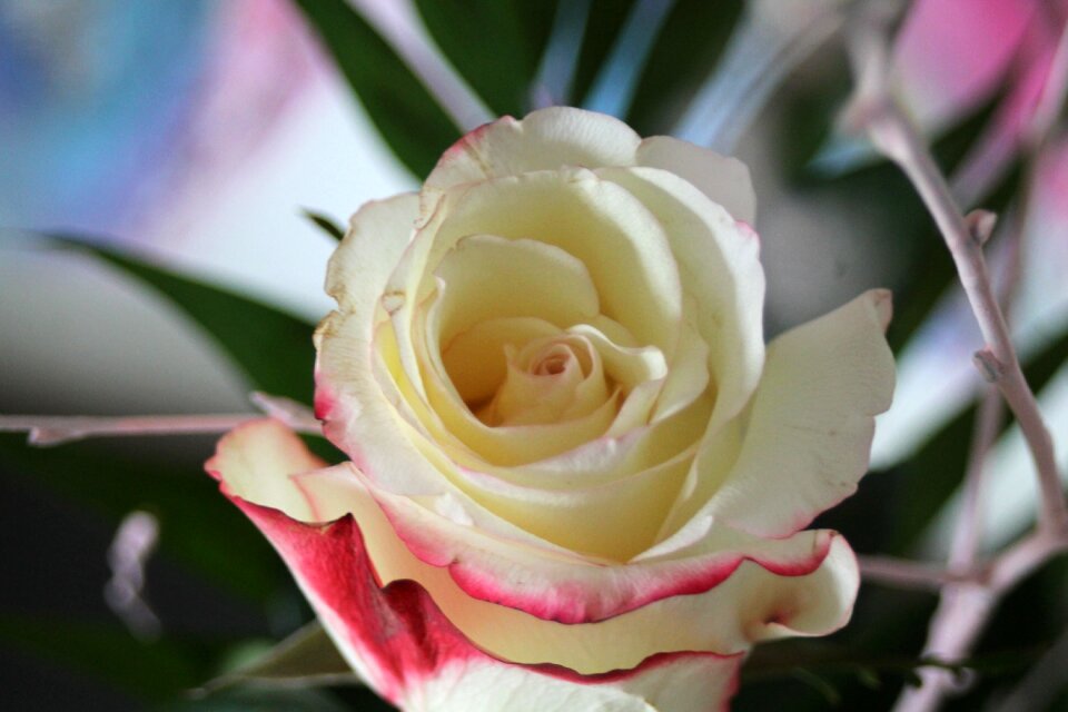 Bloom romantic petals