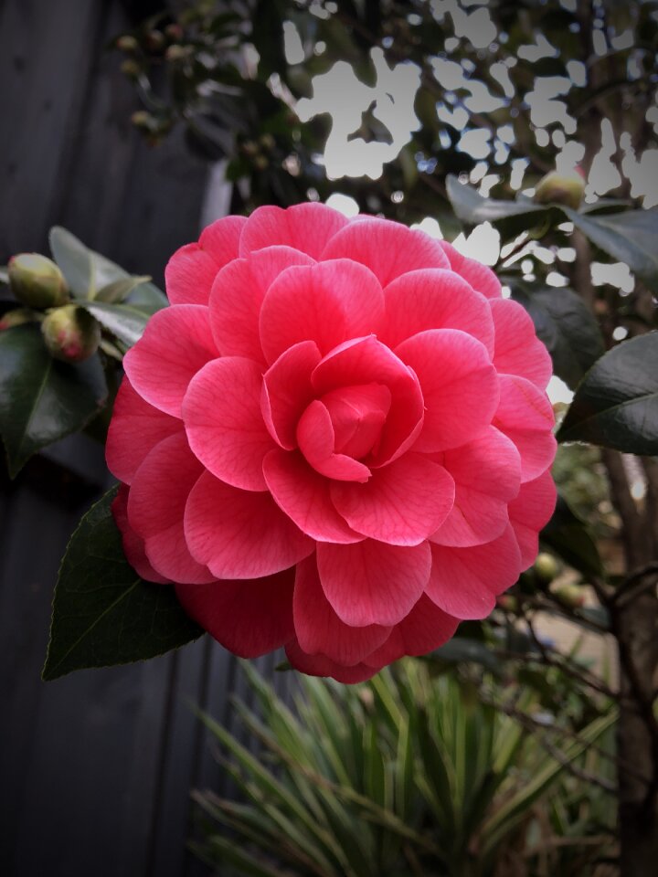Flower floral pink