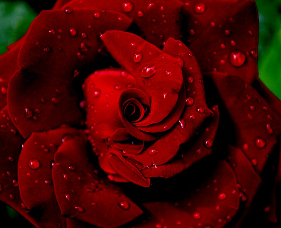 Flower love beauty