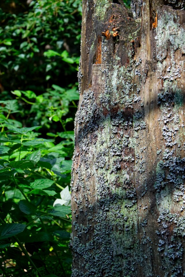 Wood nature forest
