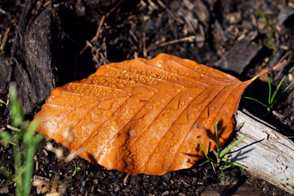 Leaf drop of water fall foliage