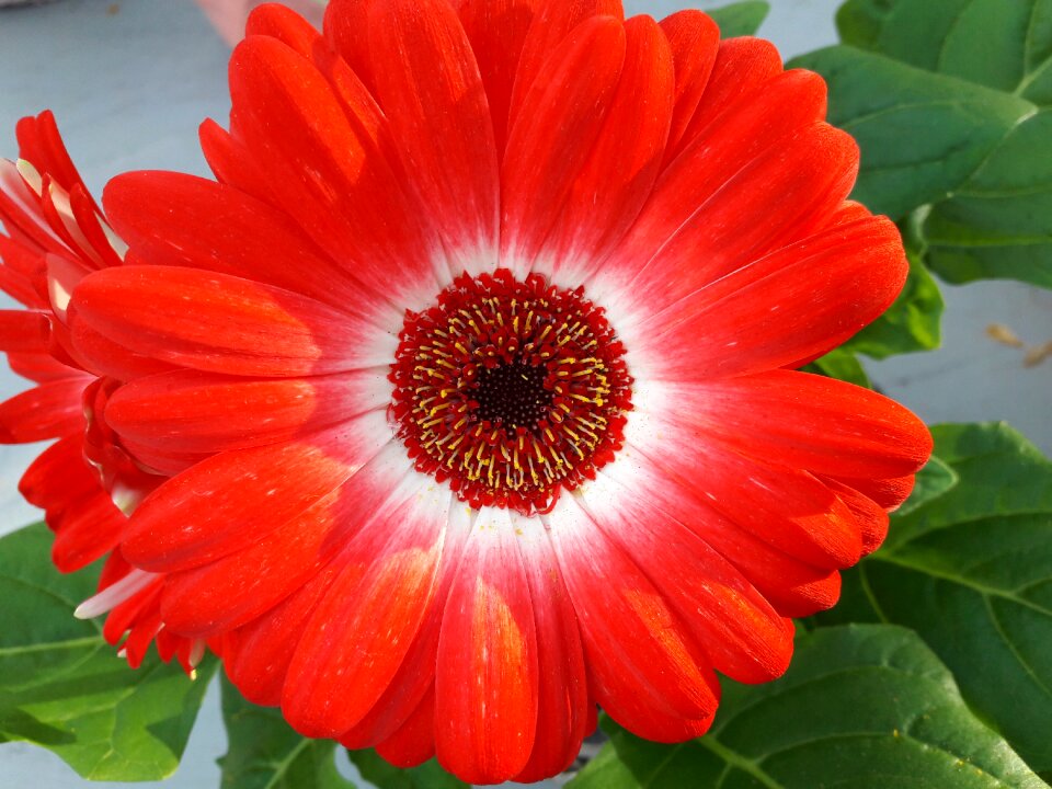 Blossom bloom petals