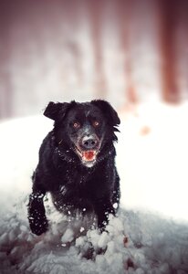 Winter forest animal photo