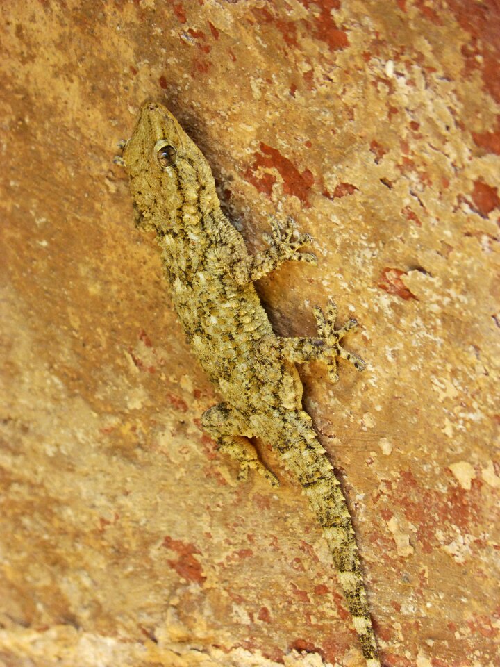 Camouflage texture lizard