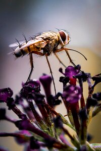 Nature photography insect fly photo