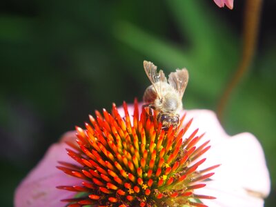 Flower blossom bloom photo