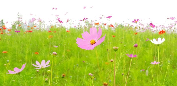 Summer hayfields grass