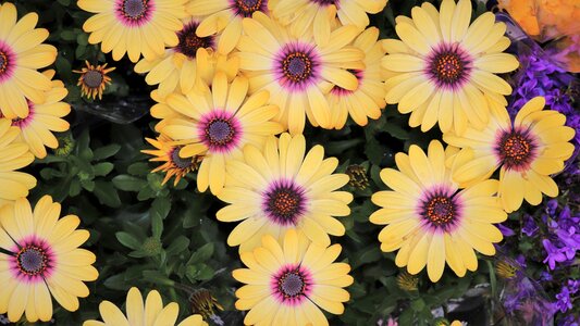 Strong yellow behold