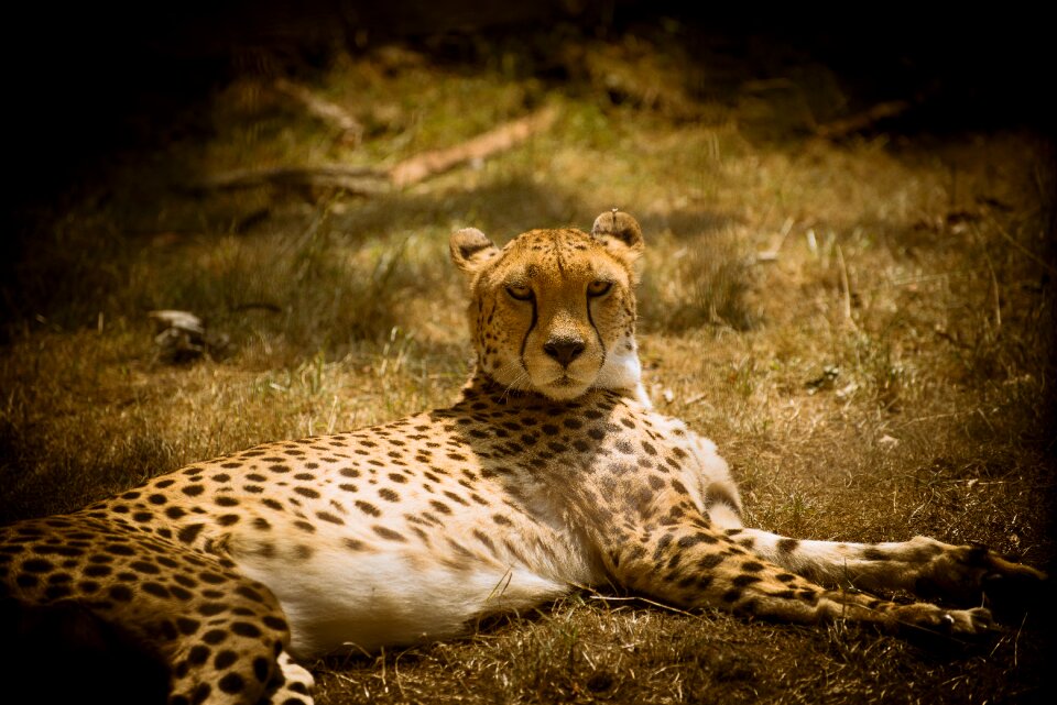 Wild animal animal world animal