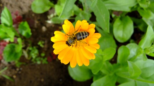 Summer bee in the summer of