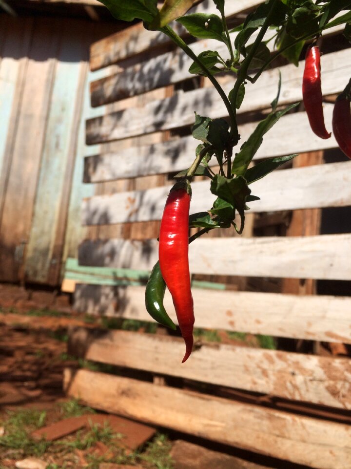 Kitchen red eat