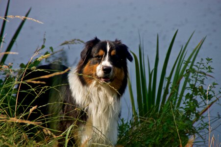 Dog australian shepherd berger