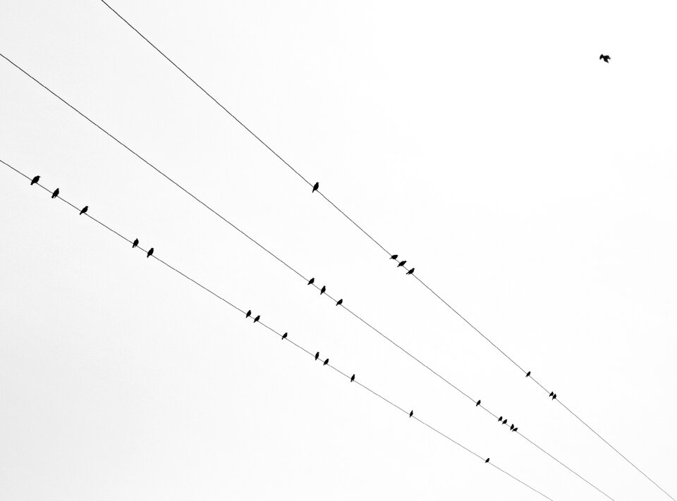 Black white graphically