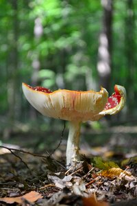 Nature autumn