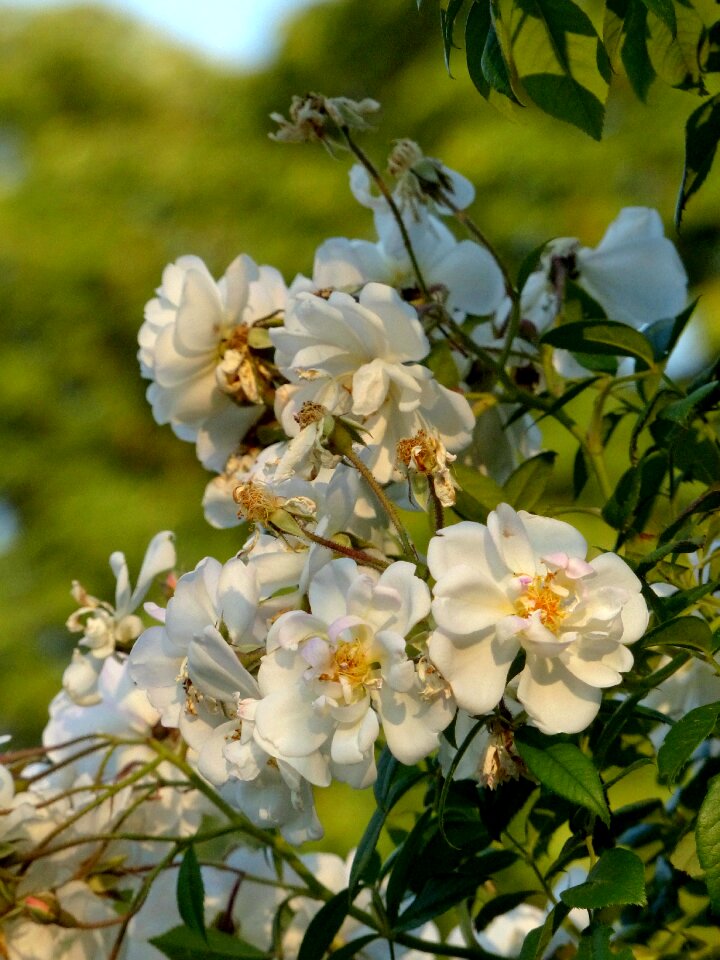 Roses flowers white rose