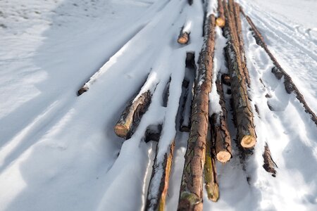 Strains spruce wood photo