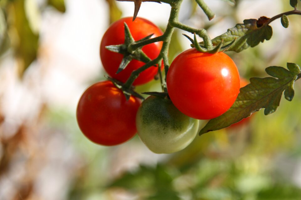 Own tomatoes urban gardening organic tomatoes