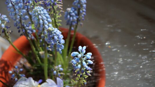 Jet the water cycle blue flower photo