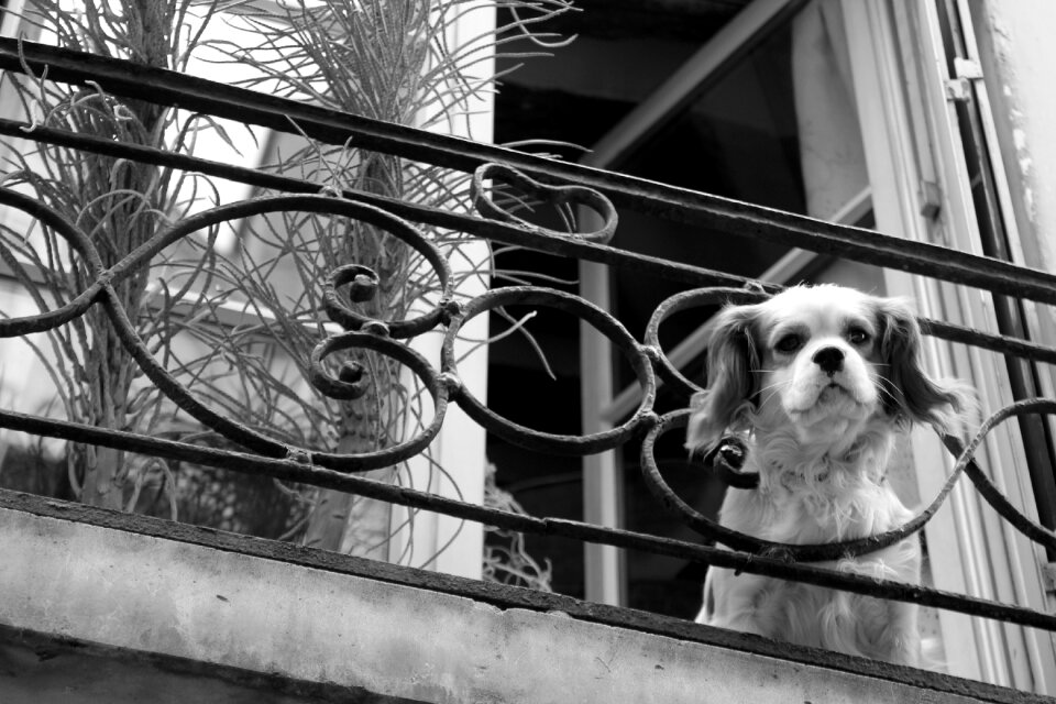 Dogs city
