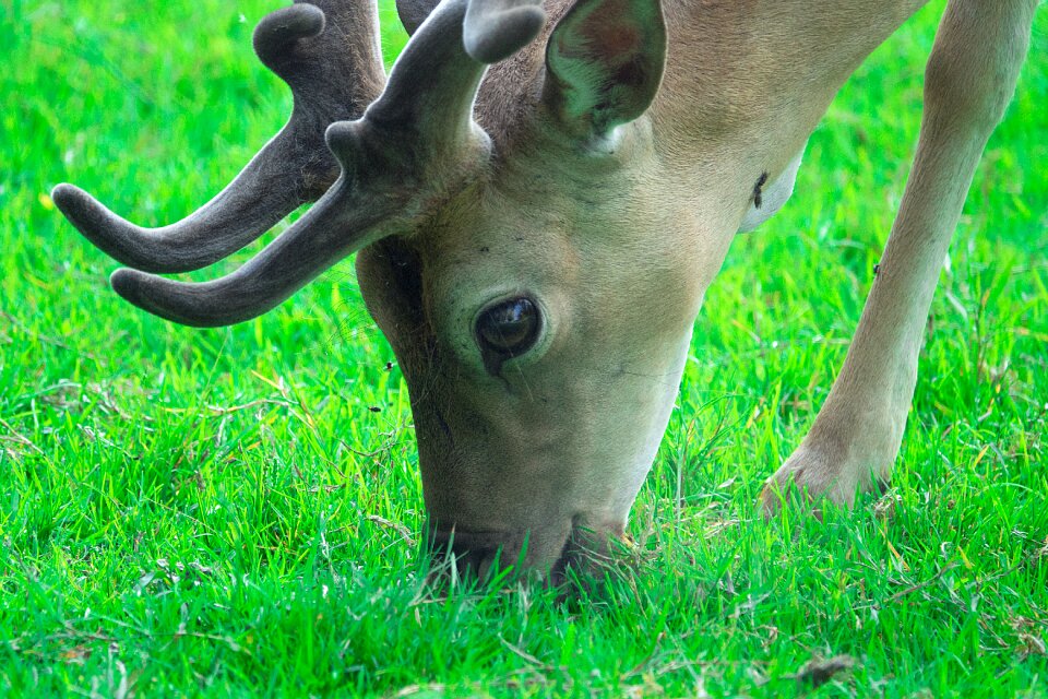 Nature food intake animal