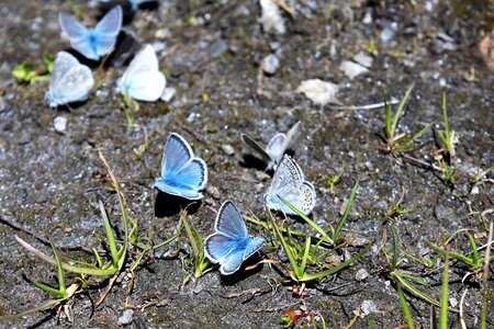 Blue nature greina-level gr