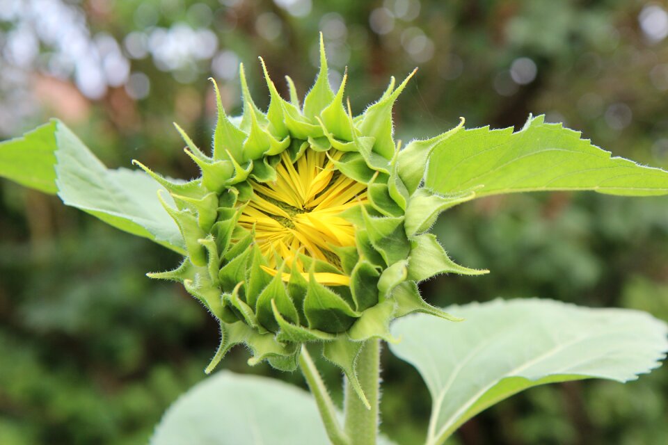Flower sun flower sunflower grass