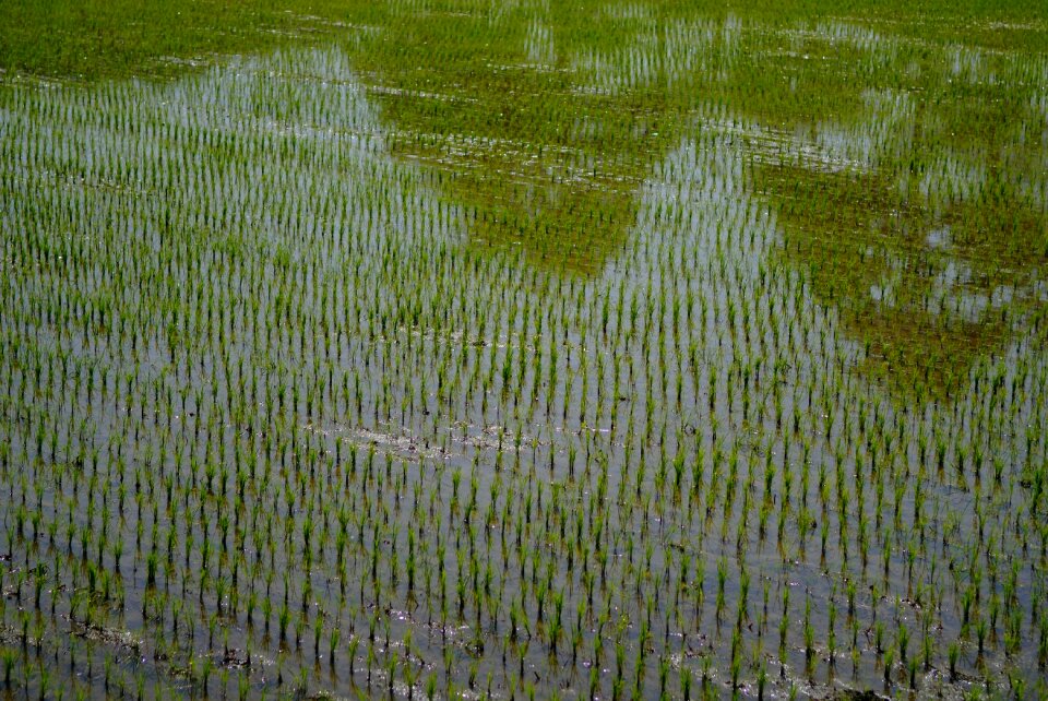 Greenness spring south korea's