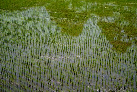 Greenness spring south korea's