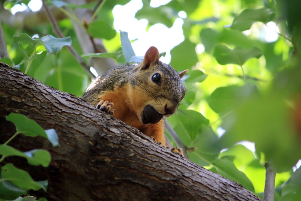 Animal wildlife forest