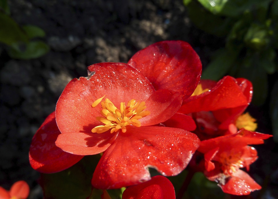 Garden flora beautiful