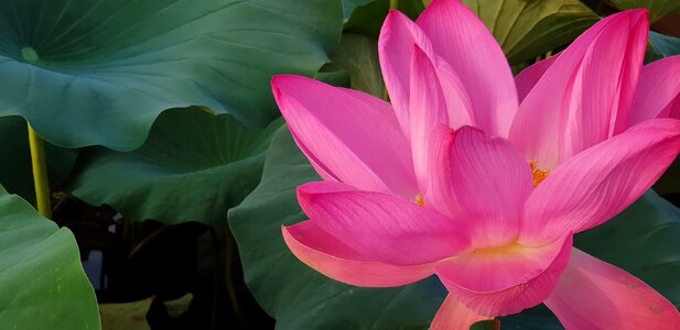 Lily nature plants
