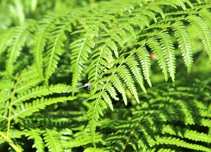 Green texture