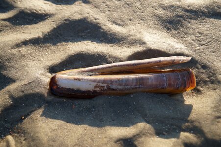 Seashell sword shell sword-shaped shell