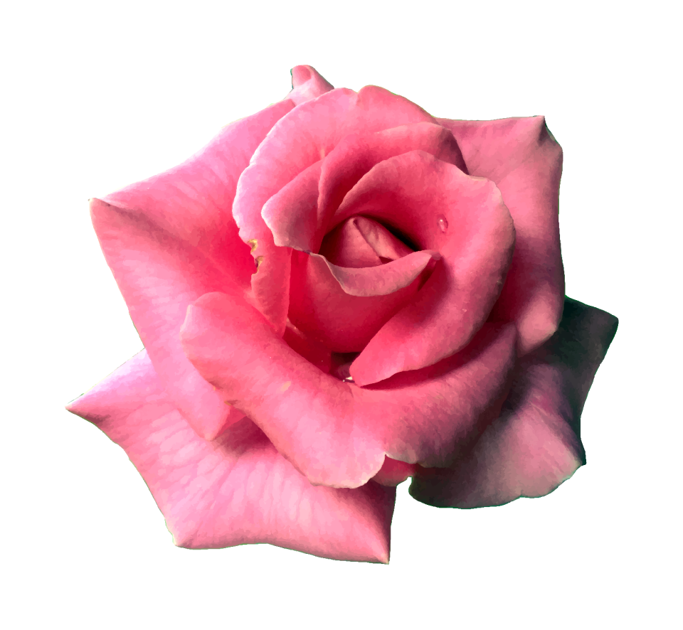 Bloom blossom nature
