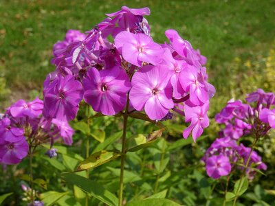 Violet nature blossom photo