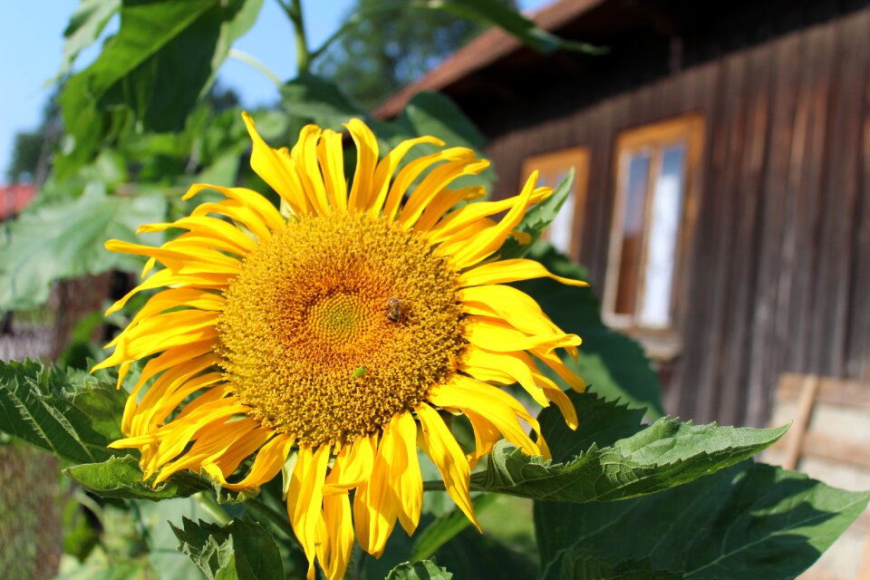Climate nature village