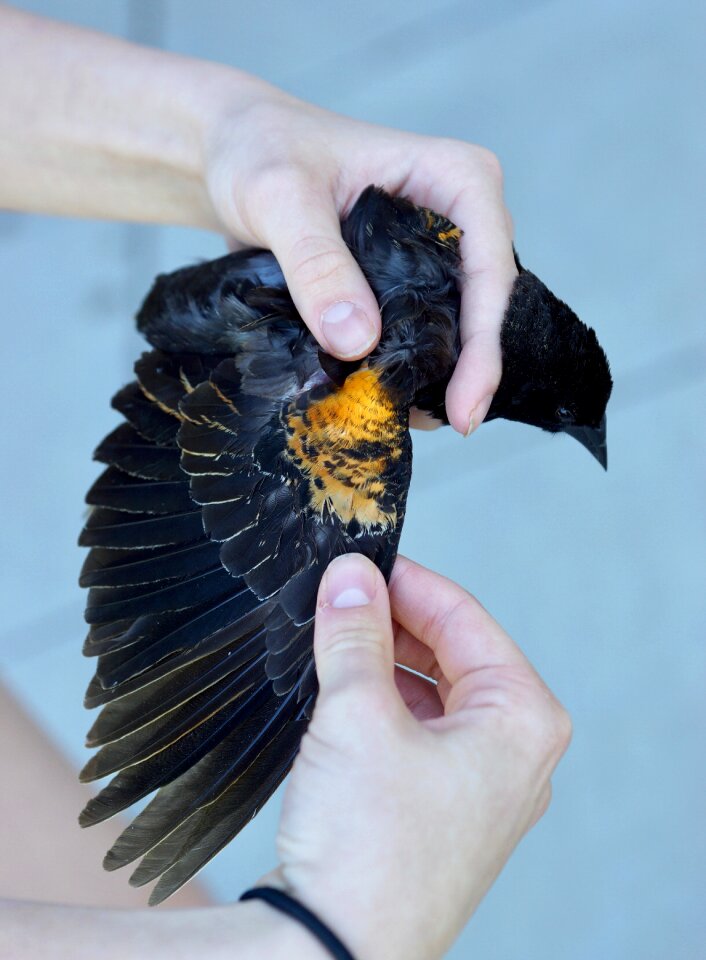 Yellow research feather