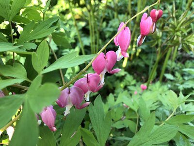 Bloom nature pink photo