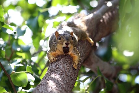 Animal wildlife forest photo