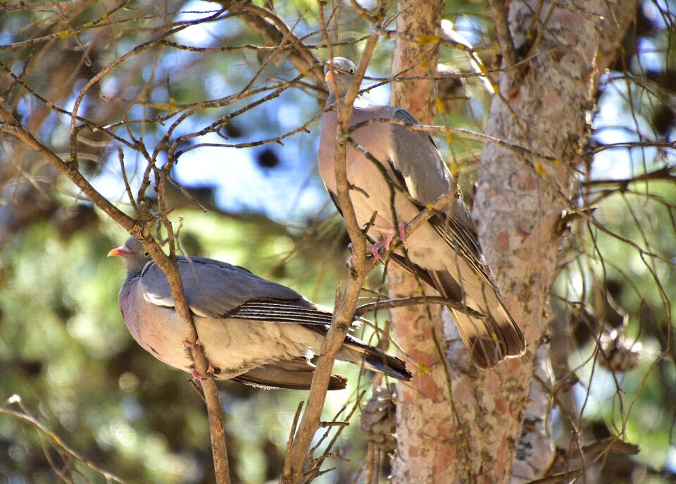 Pigeons pen nature