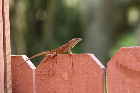 Lizard nature