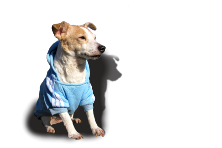 Terrier pet cute