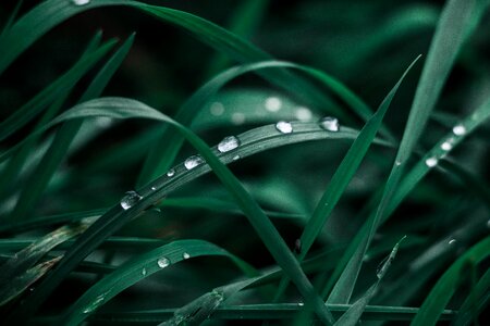 Drops green wet