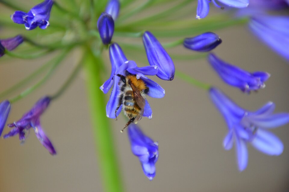 Insect summer nature