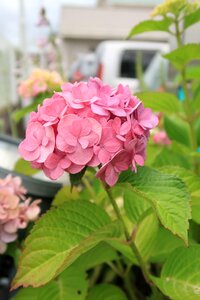 Flowers leaf branch