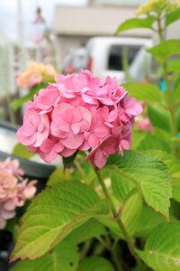 Flowers leaf branch photo