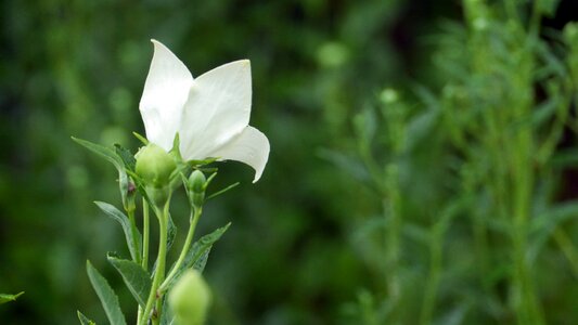 Plants nature flowers