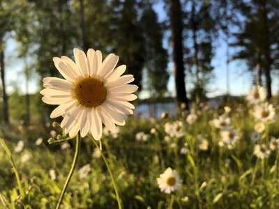 Flower flowers meadow